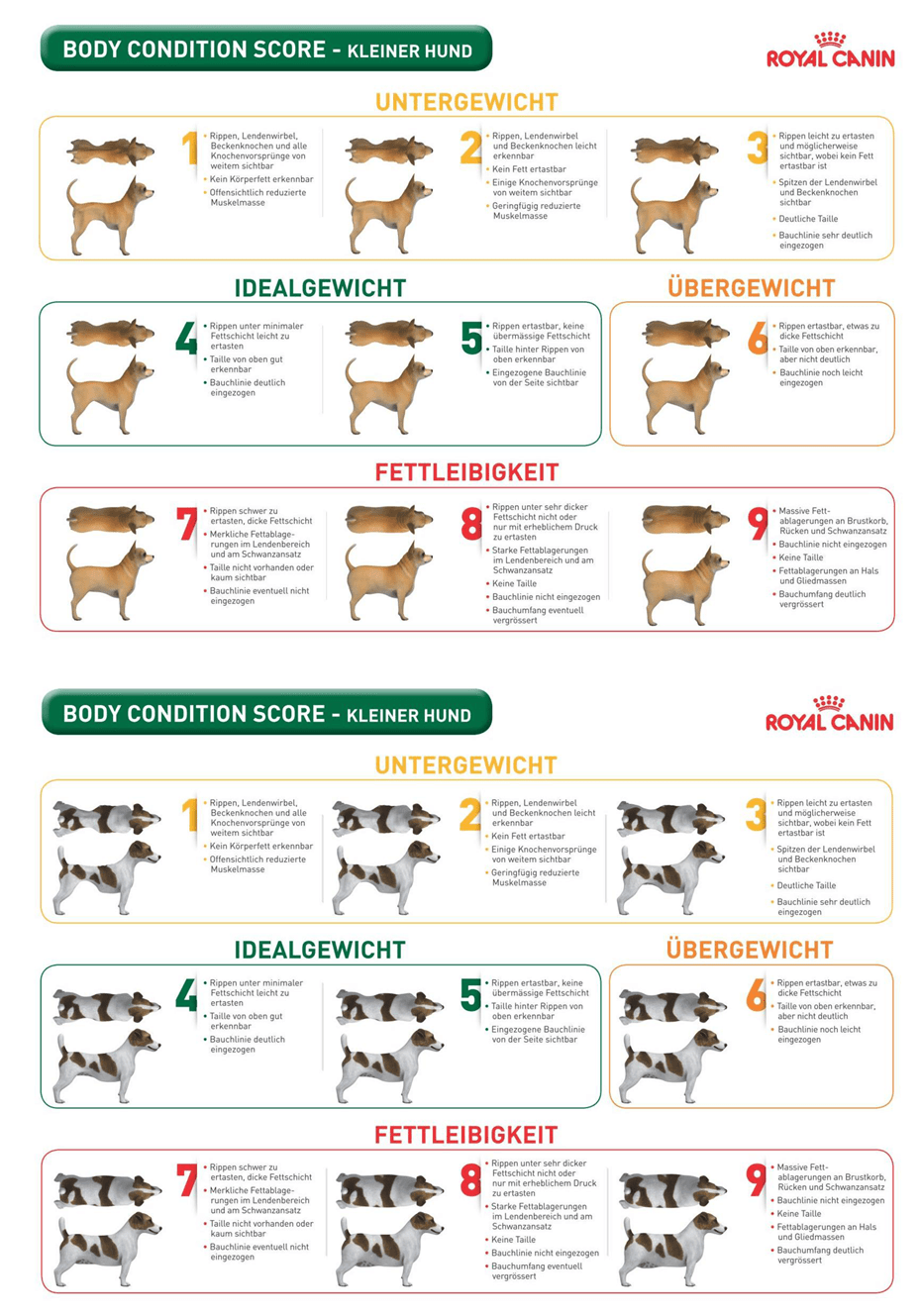 Übersicht Gewicht kleiner Hunde