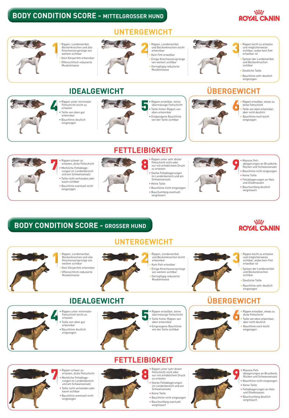 Übersicht Gewicht mittelgroße Hunde