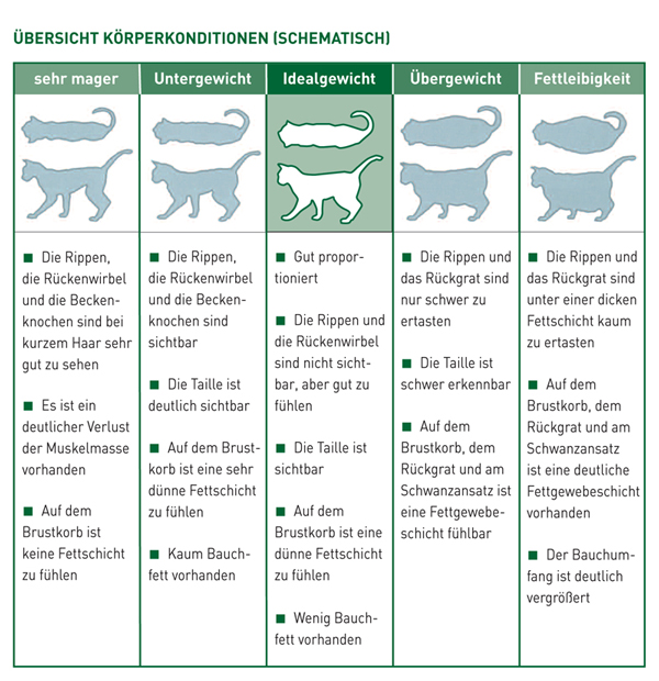 Body Condition Score Katze