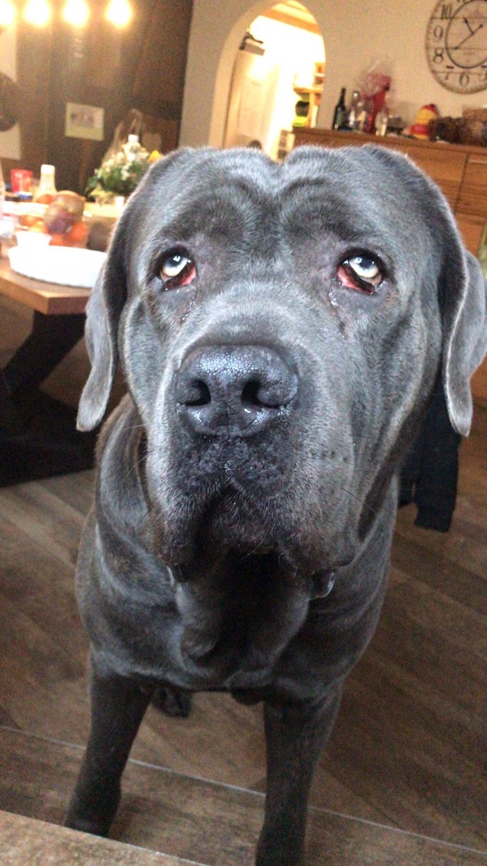 Cane Corso von Britta