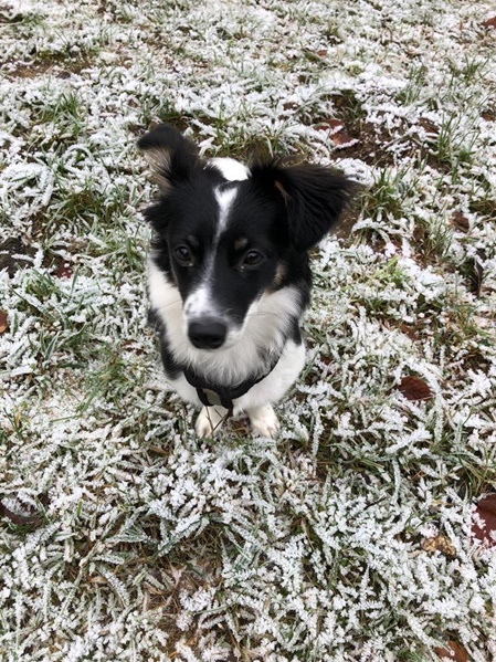 Hund Lucy, glücklich mit Reico Futter