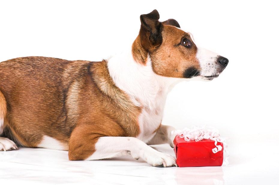 Hundefutter online bestellen