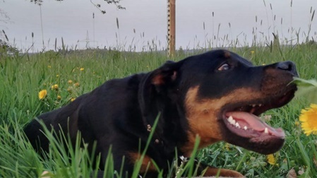 Hundefutter online kaufen