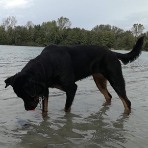 Hund hat gute Abwehrkräfte