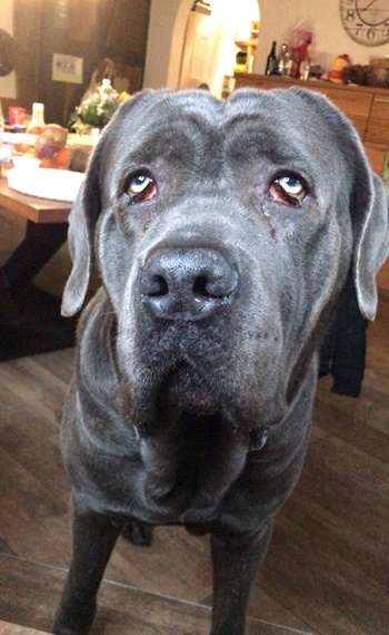Cane Corso von Britta