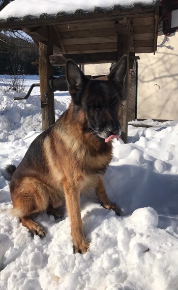 Schäferhund von Britta