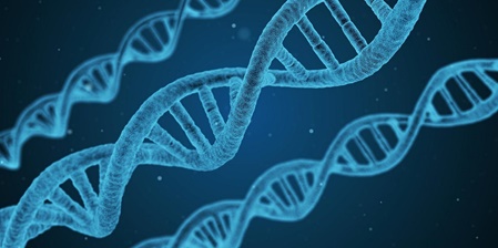 DNA Geflecht